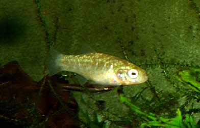 Aphanius similis